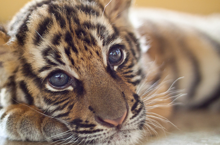 Tiger Cub